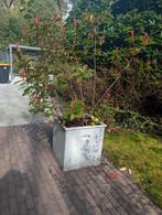 2 bloempotten gevuld, Ophalen of Verzenden, Vierkant, 40 cm of meer, 40 tot 70 cm