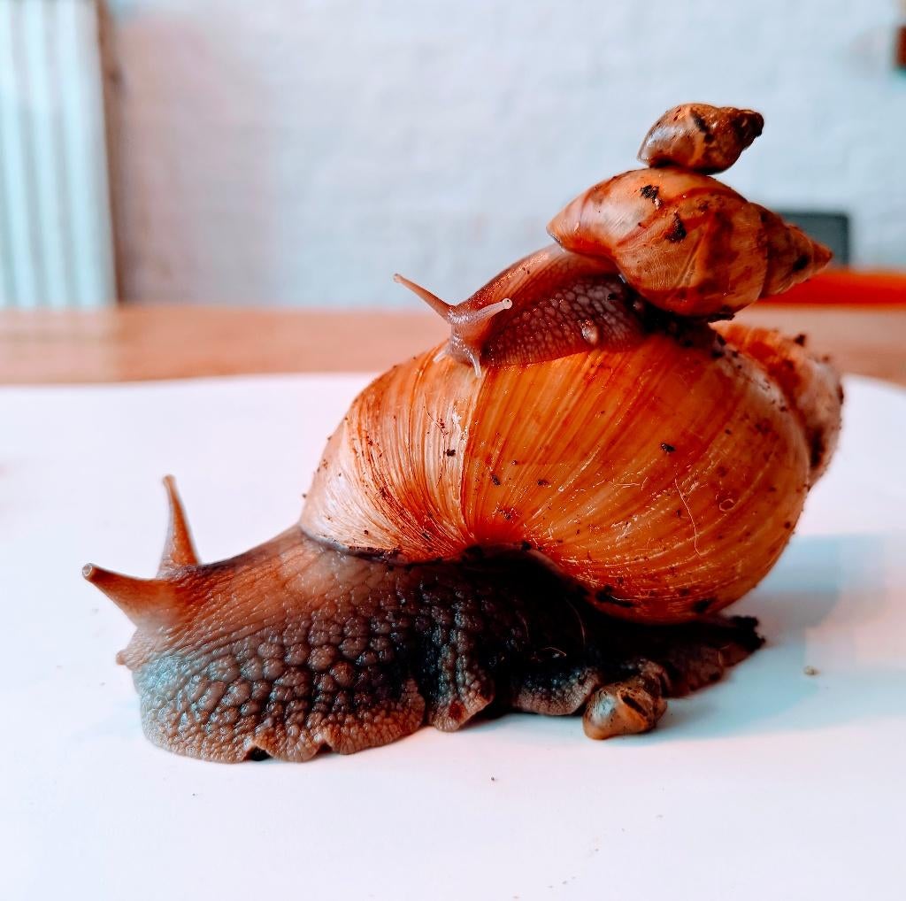 Agaat Slakken – baby –7 & 5 weken – Afrikaanse reuzenslakken, Dieren en Toebehoren, Overige Dieren, Februari, Meerdere dieren