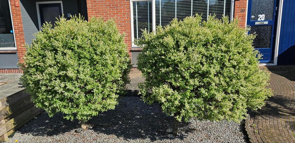 Flamingo bomen - Prachtige bolbomen, Ophalen