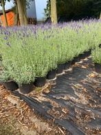 Bossige lavendel hidcote paars in20cmpot winterhard va.€1pst, Ophalen, Overige soorten, Volle zon
