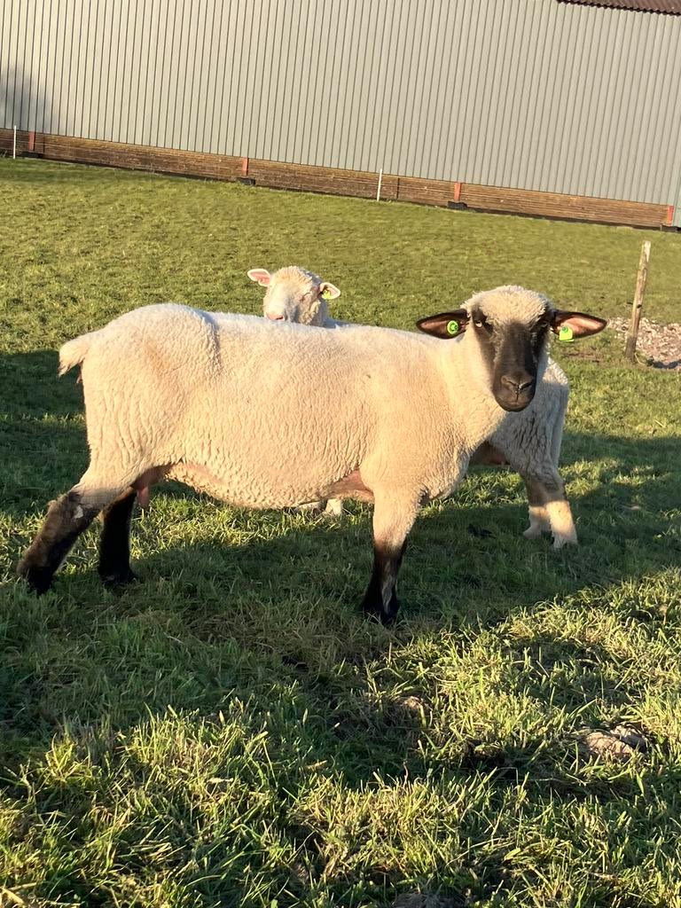 4 hampshire down ooien, Dieren en Toebehoren, Vrouwelijk, Schaap