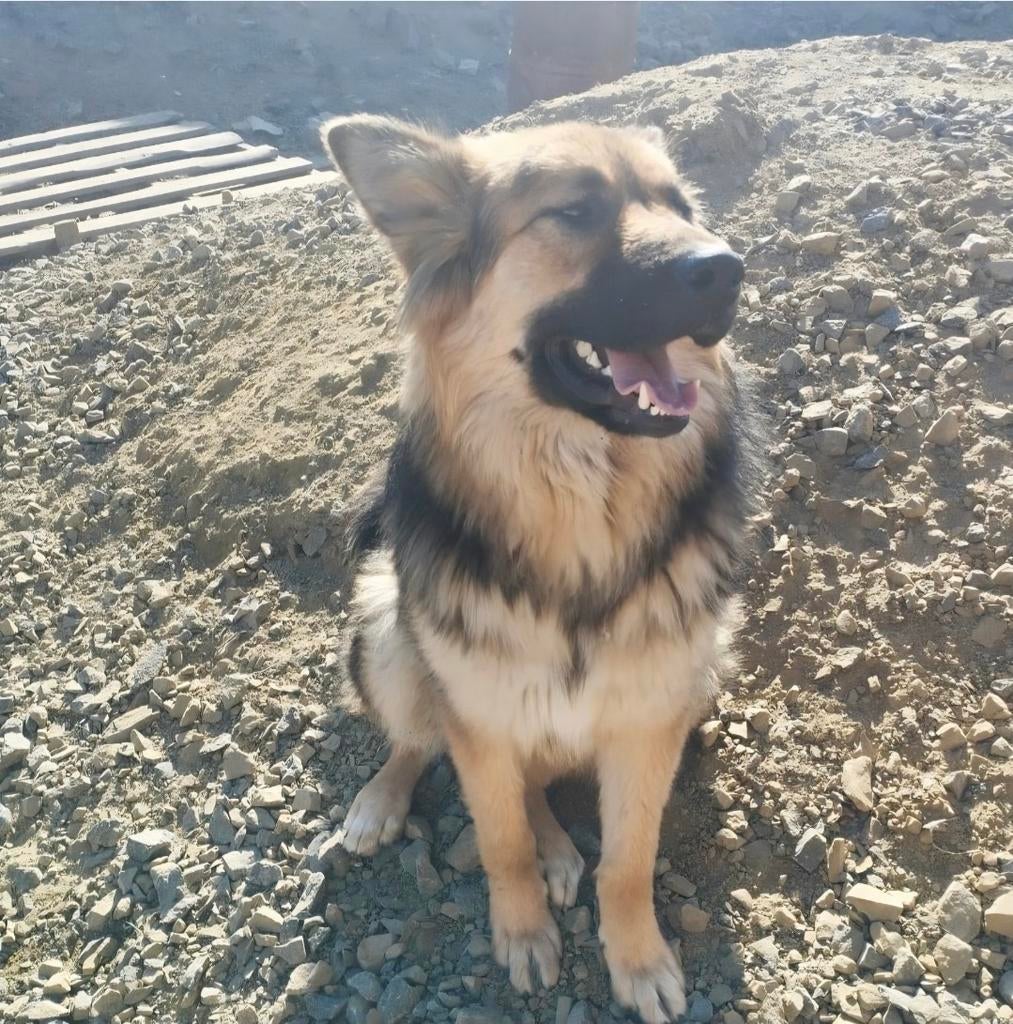 Reu asielhond adoptiehond 1 jaar herder, Particulier, 15 weken tot 1 jaar, Buitenland, Parvo