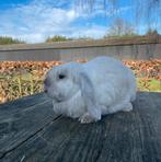 Lieve franse hangoor voedster, gevaccineerd, Vrouwelijk, Groot, Hangoor, 0 tot 2 jaar