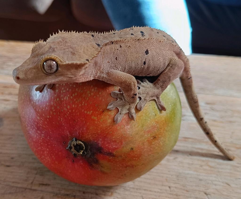 Wimpergekko vrouw dalmatian, Dieren en Toebehoren, Hagedis, 0 tot 2 jaar
