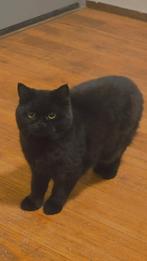 Prachtige Britse Korthaar kater (British Shorthair)7 maanden, Dieren en Toebehoren, Katten en Kittens | Raskatten | Korthaar, Kater