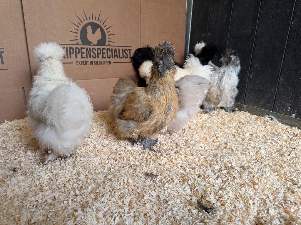 Jonge tamme Zijdehoen kriel USA kippen gesekst & ingeënt, Dieren en Toebehoren, Pluimvee, Vrouwelijk, Kip