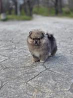 Pomeriaan pup (UNIEKE KLEUR MERLE), Particulier, 15 weken tot 1 jaar, Reu, Buitenland