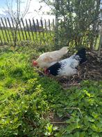 Twee hanen, Mannelijk, Kip