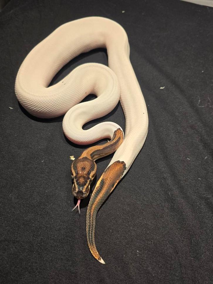 1.0 leopard pied DH dg clown ball python Ball Python - male for sale from martijn