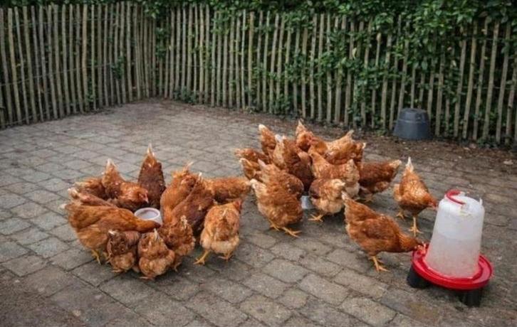 Aanbieding Lohmann leghennen  *laatsten**, Dieren en Toebehoren, Pluimvee, Kip, Vrouwelijk