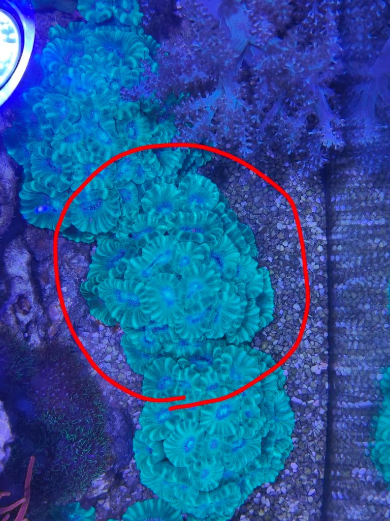 Caulastrea koraal ~30 koppen, Dieren en Toebehoren, Ophalen