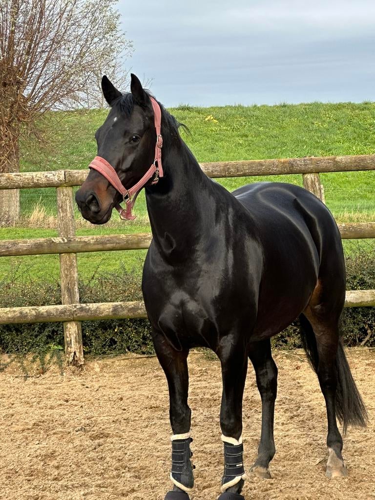 5 jarige KWPN merrie, Merrie, Met stamboom, Dressuurpaard, Zadelmak