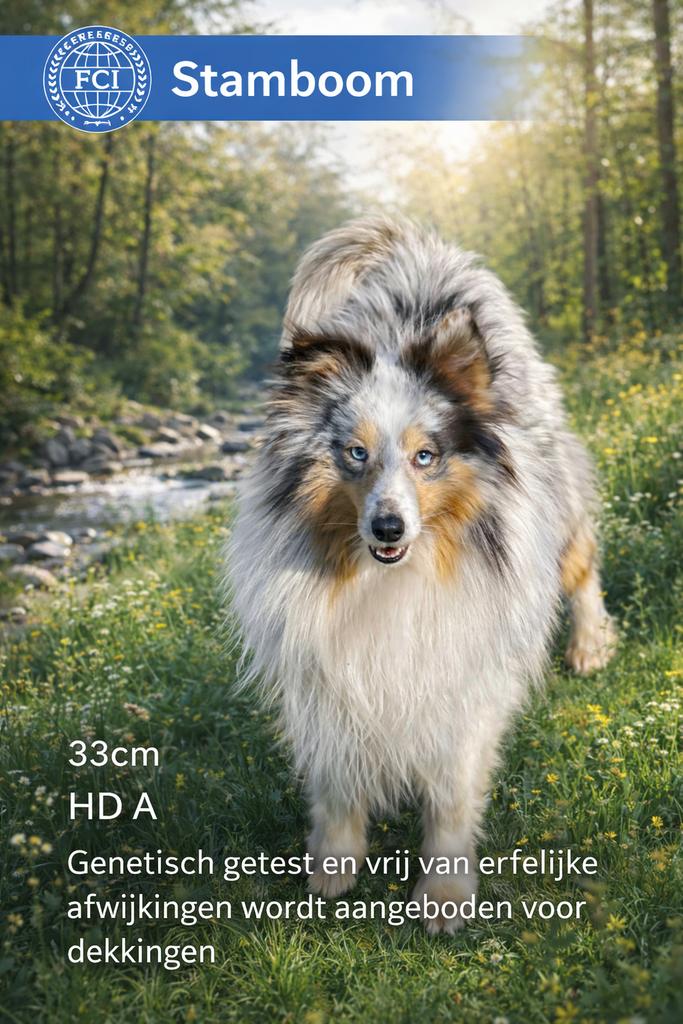Dekreu shetland sheepdog niet te koop, Dieren en Toebehoren, Honden | Herdershonden en Veedrijvers, België, Particulier, Reu, Parvo