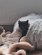 Zwarte kitten, Dieren en Toebehoren, Katten en Kittens | Overige Katten, Poes, Kortharig, 0 tot 2 jaar
