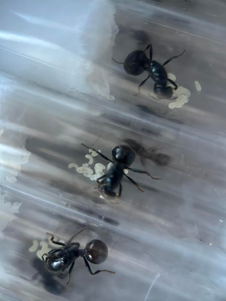 Messor barbarus queens / mieren ant kolonie