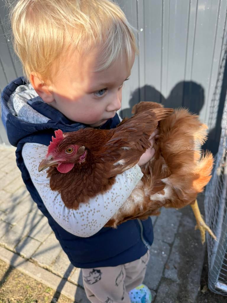 Raszuivere jonge legkippen te koop, Dieren en Toebehoren, Pluimvee, Vrouwelijk, Kip