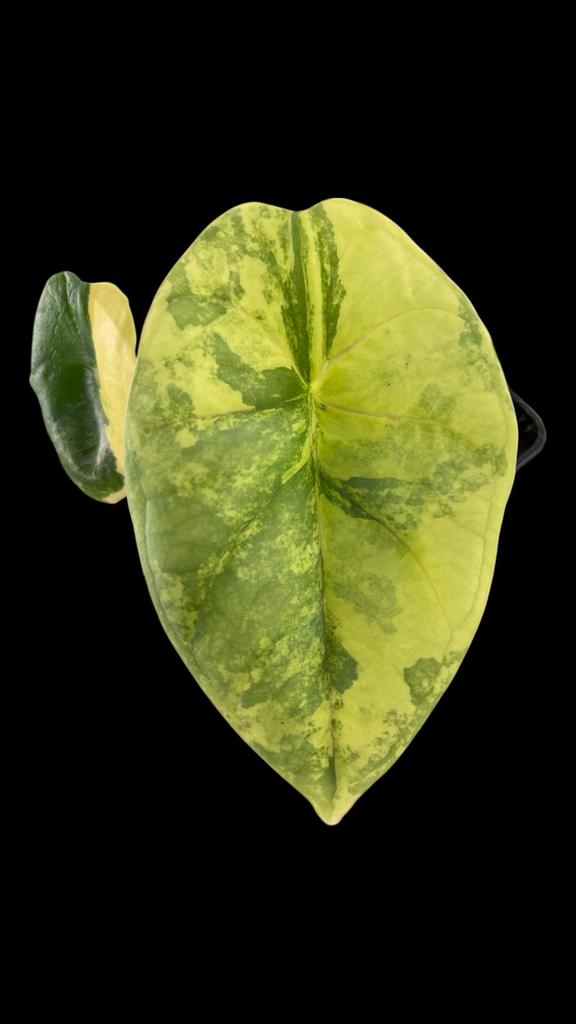 Alocasia Nebula Aurea Variegata - Zeldzame Schoonheid, Overige soorten, In pot, Minder dan 100 cm, Bloeiende kamerplant