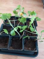 Paprika planten te koop, Tuin en Terras, Planten | Tuinplanten, Ophalen, Eenjarig, Groenteplanten, Volle zon