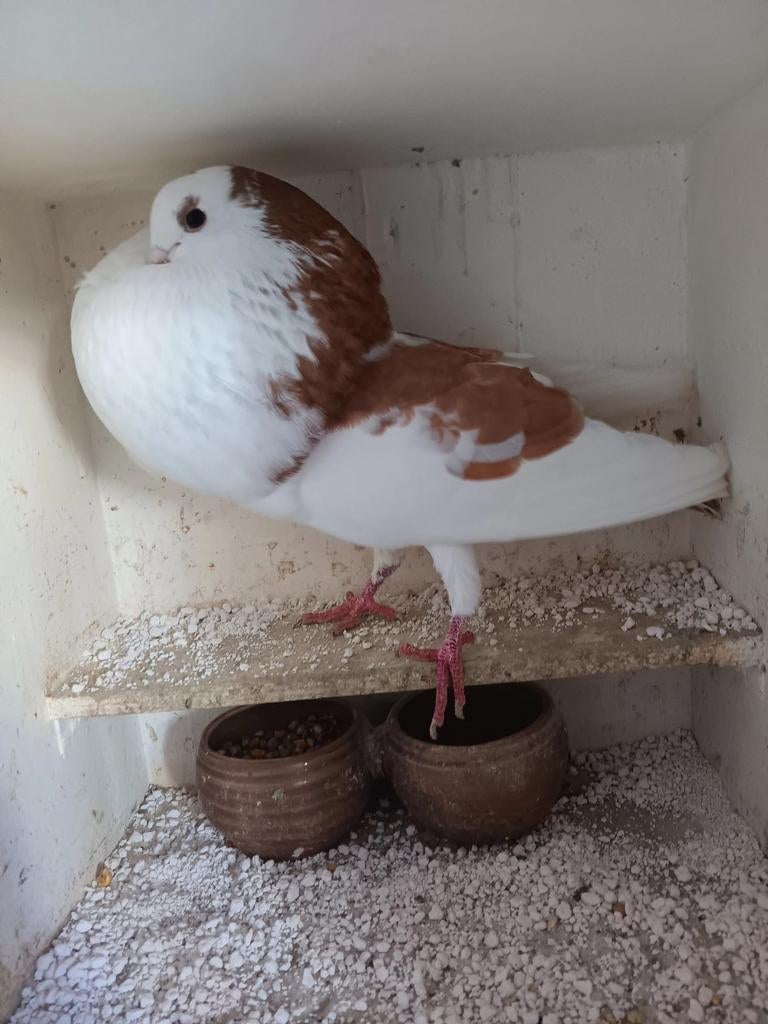 Staande geelbonte doffer, Dieren en Toebehoren, Vogels | Duiven, Mannelijk, Kropper