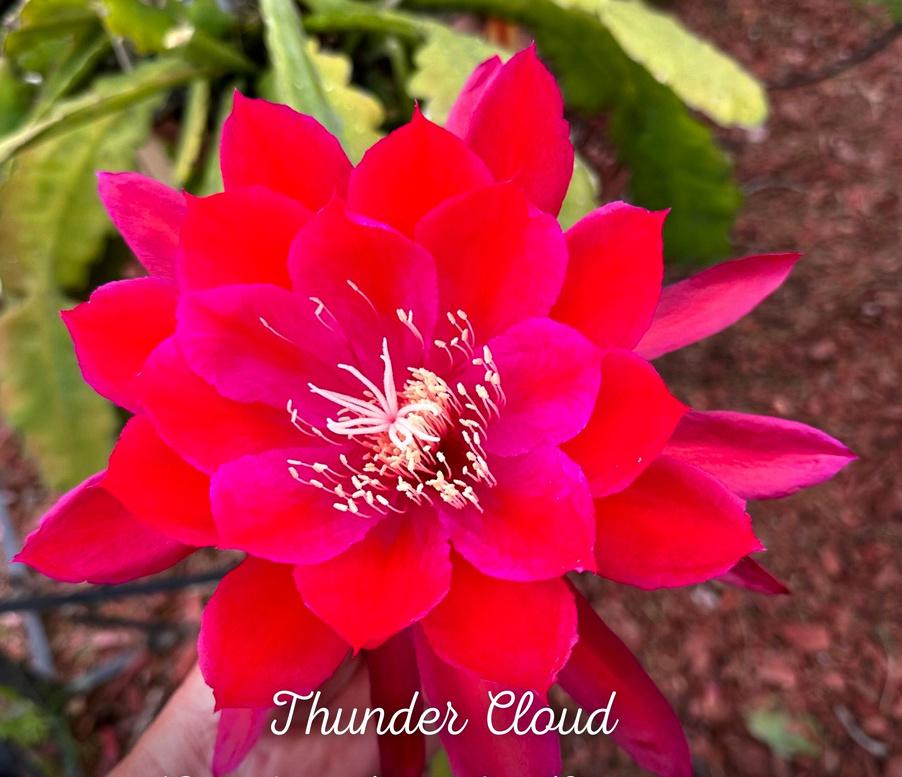 cactus - Epiphyllum THUNDER CLOUD, Verzenden, Cactus, Volle zon, Minder dan 100 cm