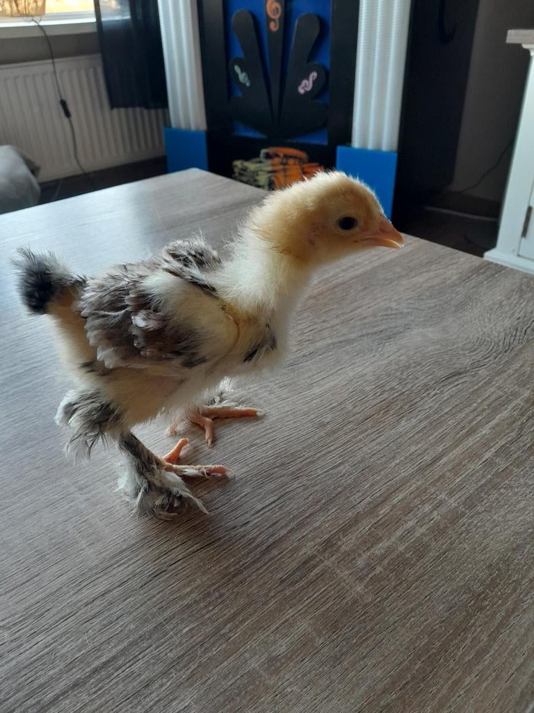 Brahma groot rood porselein Kuikens, Dieren en Toebehoren, Geslacht onbekend, Kip