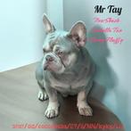 New shade isabella en tan franse bulldog reu, Dieren en Toebehoren, Particulier, Reu, 1 tot 2 jaar, Buitenland