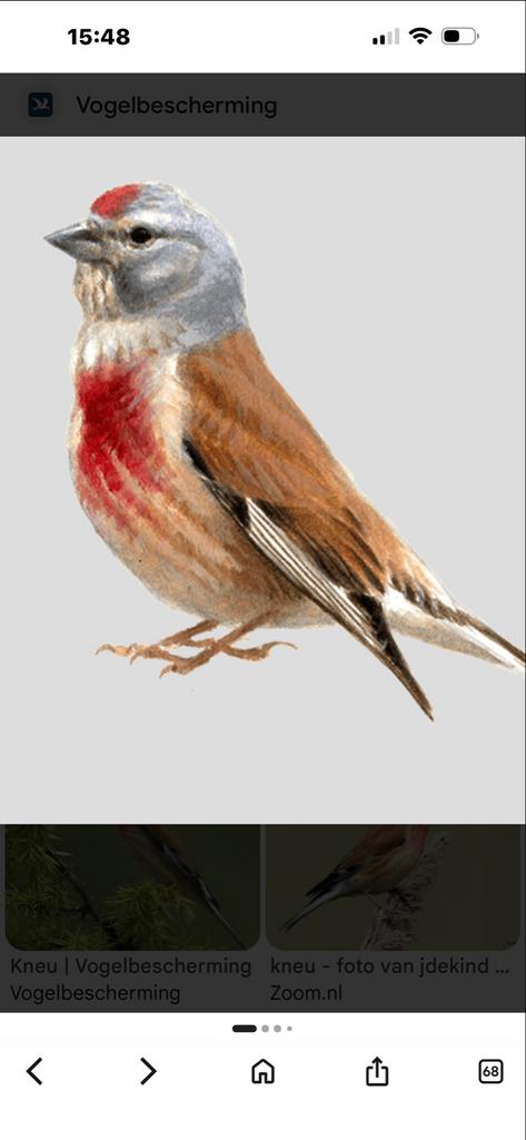 Gezocht koppel Kneuen, Dieren en Toebehoren, Vogels | Overige Vogels, Meerdere dieren