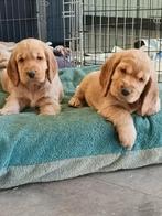 Engelse Cocker spaniel pups, Parvo, 8 tot 15 weken, Meerdere, Meerdere dieren