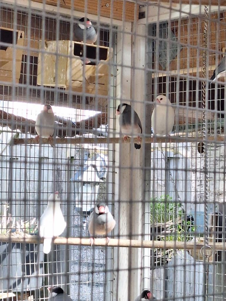 Rijstvogels te koop, Dieren en Toebehoren, Meerdere dieren