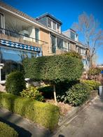 Japanse hulst (Ilex crenata) op stam, strak gesnoeid, 180 cm, Ophalen, Bloeit niet, Halfschaduw, Overige soorten