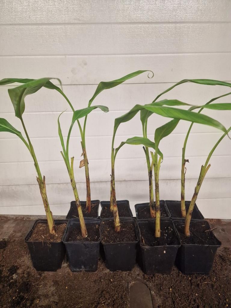 Musa burmese blue., Ophalen of Verzenden, Overige soorten, Volle zon