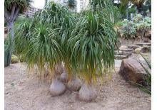 20 x Beaucarnea recurvata olifantspoot palmboom zaad., Ophalen, Gehele jaar, Volle zon, Zaad