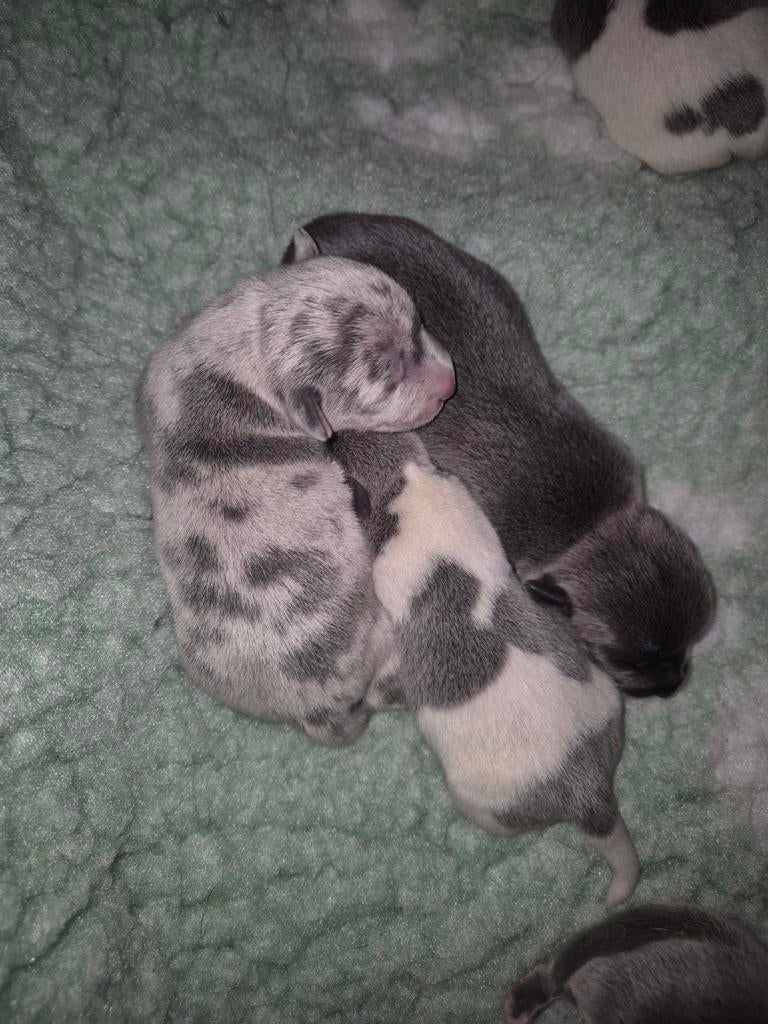 Prachtige pups geboren, Dieren en Toebehoren, Parvo, Jack Russell Terriër, 8 tot 15 weken, Meerdere