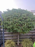 2x Portugese Laurier (Prunus lusitanica) - Groenblijvend, Tuin en Terras, Planten | Bomen, Overige soorten, Lente, 100 tot 250 cm