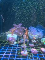 Diverse stekjes koraal tussen 5 en 20 euro., Dieren en Toebehoren, Ophalen, Plant(en), Steen of Hout