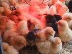 Orpington buff kuikens, Dieren en Toebehoren, Pluimvee, Geslacht onbekend, Kip