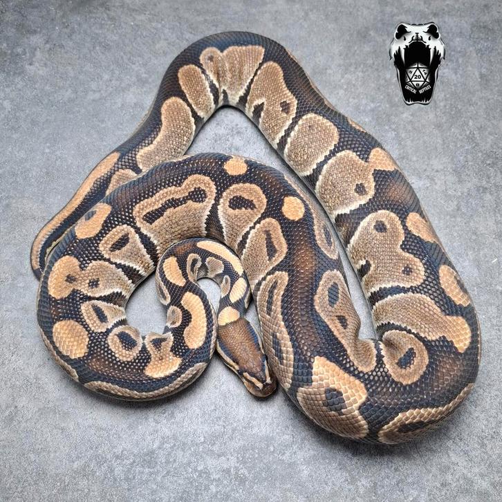 0.4 ballpython kweekvrouw. Python regius Proven breeders Ball Python - female for sale from Critical Reptiles