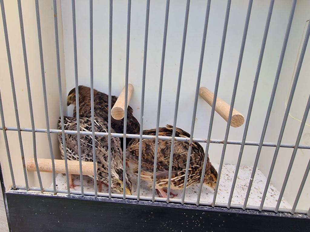 Japanse kwartels, Meerdere dieren