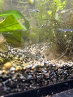 Corydora Pygmaeus, Vis