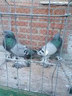 Hollandse kroppers, Meerdere dieren, Overige soorten