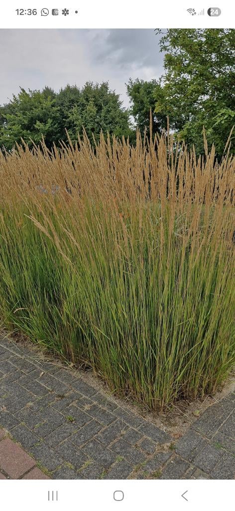 Siergrassen, Tuin en Terras, Planten | Tuinplanten, Vaste plant, Siergrassen, Volle zon, Zomer, Ophalen