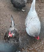 Twee friese hoenders ruilen/kopen, Dieren en Toebehoren, Pluimvee, Mannelijk, Kip