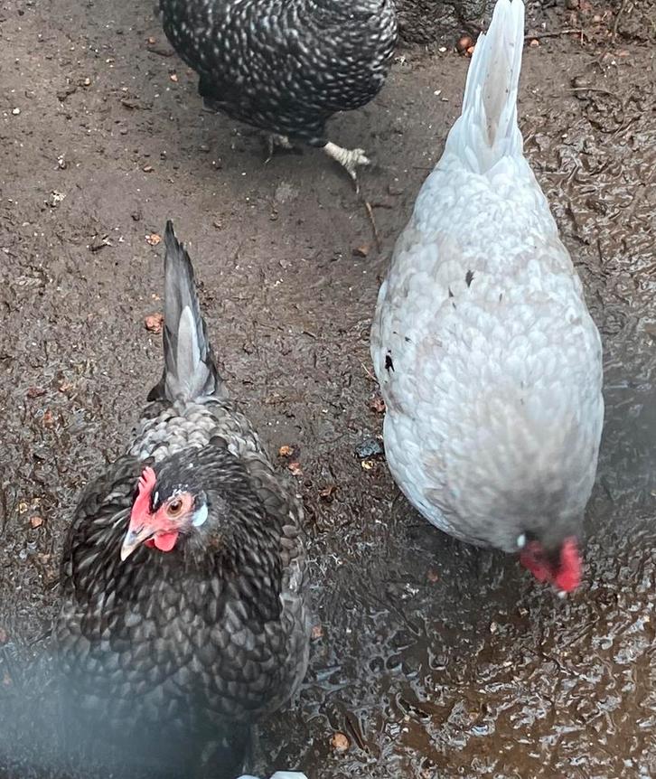 Twee friese hoenders ruilen/kopen, Dieren en Toebehoren, Pluimvee, Kip, Mannelijk