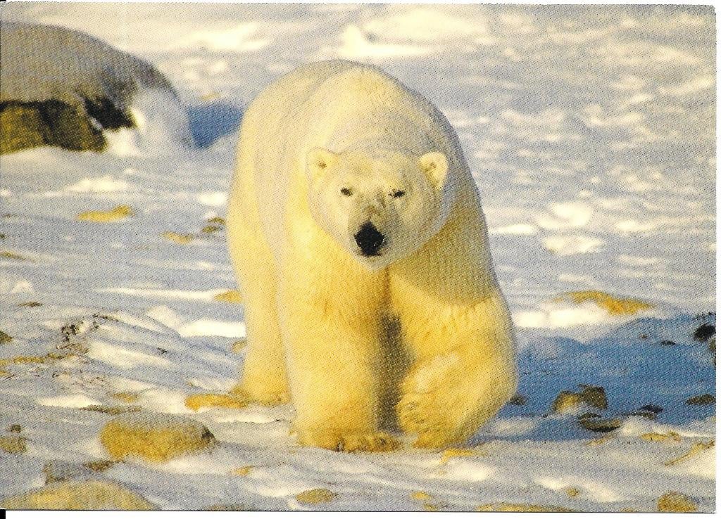 Ansichtkaart	IJsbeer, Verzenden, 1980 tot heden, Ongelopen, Wild dier