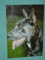 3) Kleuren ansichtkaart Blauwe Duitse Dog Hond, Ophalen of Verzenden, 1960 tot 1980, Ongelopen, Hond of Kat