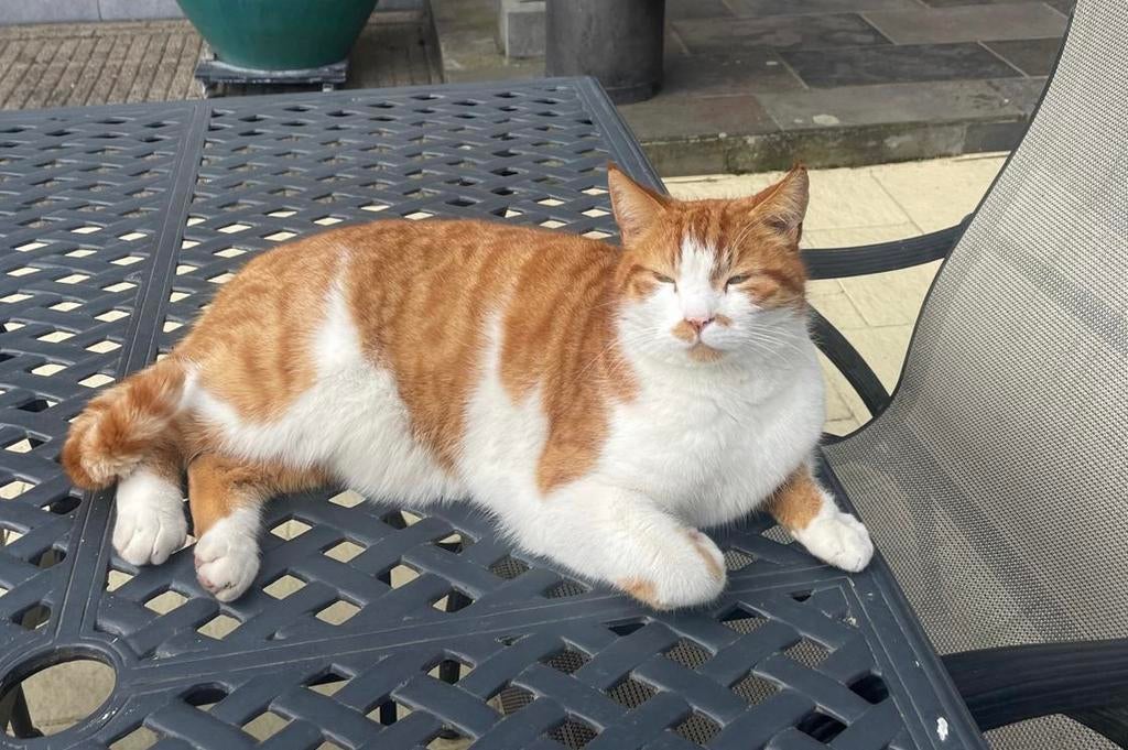 5 jarige rode kater zoekt een nieuw thuis, Dieren en Toebehoren, Kater, Kortharig, 3 tot 5 jaar