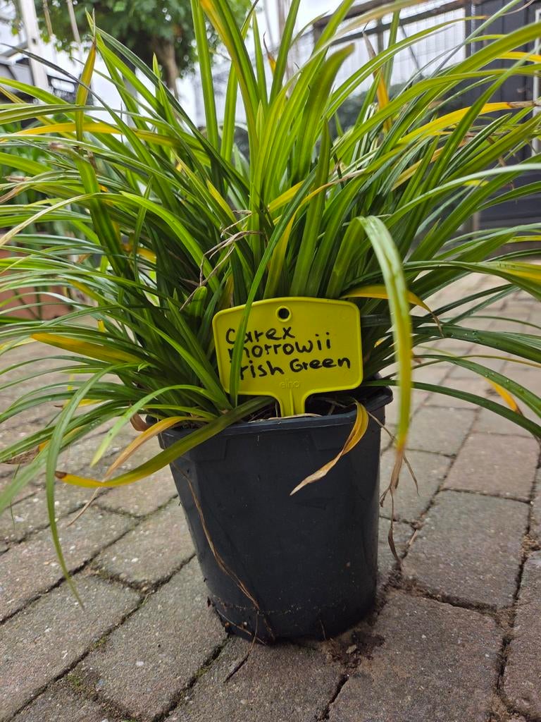 Grote potten carexsoorten, Tuin en Terras, Ophalen, Siergrassen, Halfschaduw