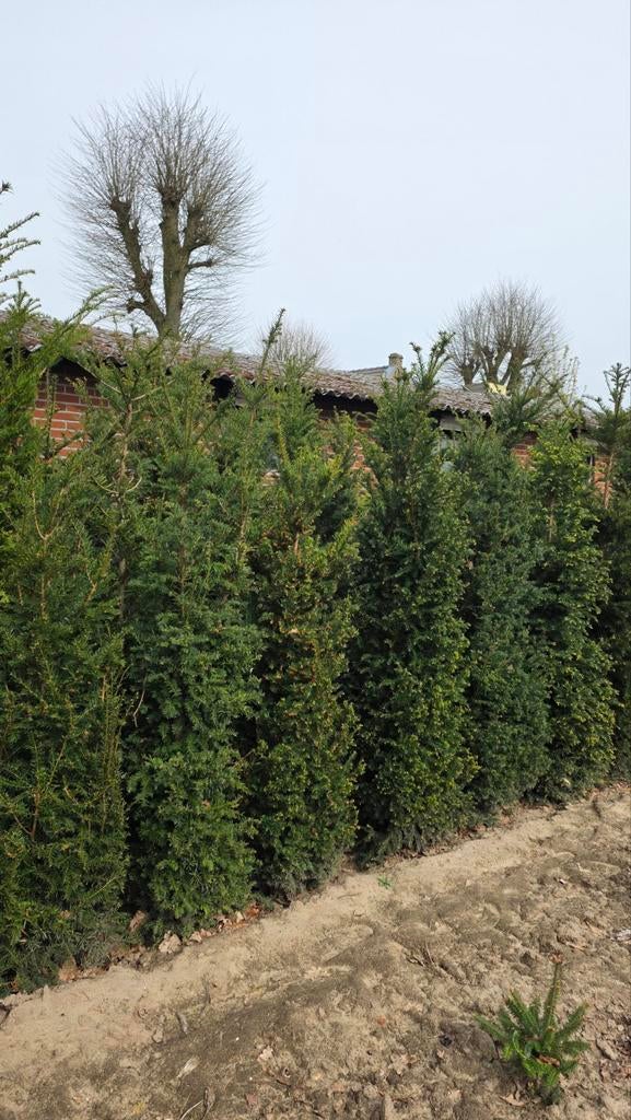 Taxus baccata - Vierkante zuil, Ophalen, Bloeit niet, Overige soorten, Volle zon