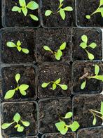 Biologische dahlia planten, Tuin en Terras, Ophalen, Eenjarig, Overige soorten, Volle zon