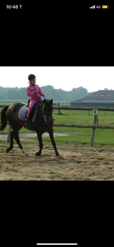 Verzorg/leasepaard/pony gezocht, Dieren en Toebehoren, Ophalen, Zo goed als nieuw